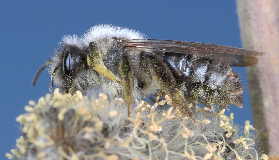 Andrena vaga - Weidensandbiene Andrena vaga - Weidensandbiene